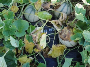 Several leaves of this melon stalk began to wilt, turn yellow and wither. <b> <i> Pyrenochaeta lycopersici </i> </b> (corky roots)