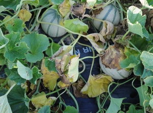 Several leaves of this melon stalk began to wilt, turn yellow and wither. <b> <i> Pyrenochaeta lycopersici </i> </b> (corky roots)