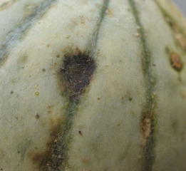 As it progressed, this lesion gradually turned brown and took on a black tint.  <b> <i> Pseudomonas syringae </i> pv.  <i>aptata</i> </b> (fire blight)