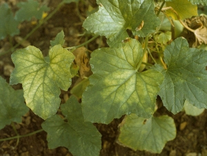 Some leaves of this melon stalk show a homogeneous inter-vein yellowing.  <b> Aphid-transmitted Cucurbit yellows virus </b> (<i> Cucurbit aphid-born yellows virus </i>; CABIV)