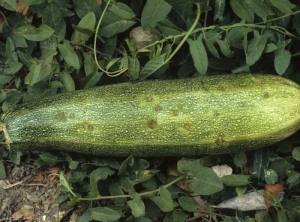 C_cucumerinum_courgette_DB_128