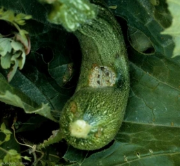 <b><i>Cladosporium cucumerinum</i></b> (cucumber scab), courgette 6