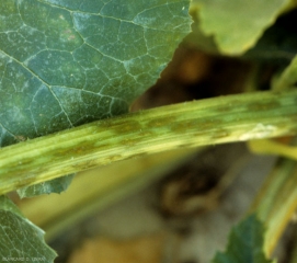 C_cucumerinum_courgette_DB_535