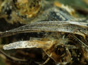 Remains of shriveled petioles bearing numerous small black balls (pycnidia, perithecia);  the fungus has invaded the stem which is starting to rot.  <b> <i> Didymella bryoniae </i> </b> (gummy stem blight)