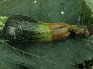 D_bryoniae_courgette_DB_369