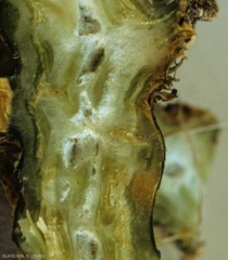 <b><i>Didymella bryoniae</i></b> (gummy stem blight) sur courgette 2