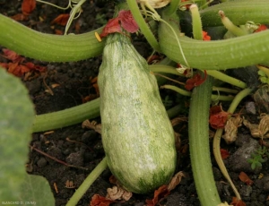 <b> <i> Zucchini yellow mosaic virus </i></b>, (ZYMV)