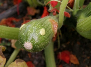 <b> <i> Zucchini yellow mosaic virus </i></b>, (ZYMV)