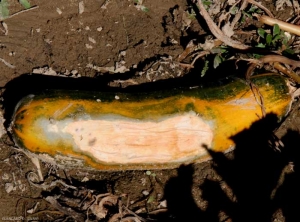 <b> Sunburn </b> on this zucchini fruit