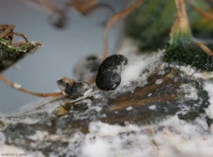 <i><b>Sclerotinia sclerotiorum</b></i> (stem cankers, fruit rots).