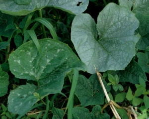 Leaf affected by <b> silvering </b> compared to an apparently healthy leaf.