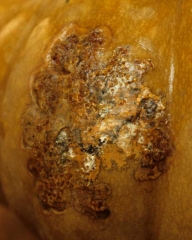 <b><i>Didymella bryoniae</i></b>  (black rot on fruit, black rot) on squash 2