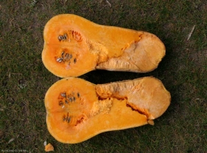 <b><i>Fusarium</i> sp.</b> on squash  5