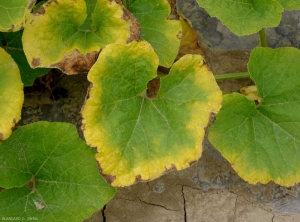 <b>Lack of water</b> on squash  3