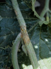 <b><i>Phytophthora capsici</i></b> (stem lesion) on squash 2