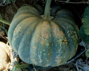 xanthomonas_courge_DB_323