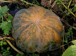 Xanthomonas_courge_DB_674