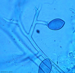 Pseudoperonospora2