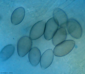 Pseudoperonospora3
