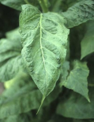 The lamina tip of this mosaic infected leaf is very slender. Cucumber mosaic virus (CMV)
