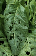 Tobacco leaf with holes and splits of different sizes and forms. Hail injury