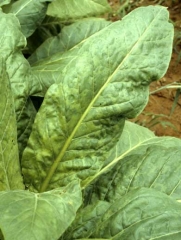 Dark green mosaic patterns. Tobacco mosaic virus (TMV)