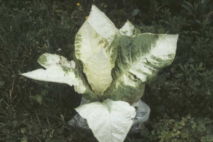 In some cases the entire plant is affected and a few leaves are totally white (Albinism). Genetic abnormality