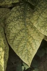 A very marked interveinal chlorosis, starting from lamina margins, while the veins remain green. Magnesium deficiency