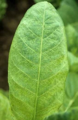 Clearing of a large  proportion of secondary veins, some of which turn brown and become necrotic (vein clearing, vein necrosis). Potato virus Y (PVY)