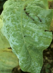 White, powdery spots which converge on certain parts of the lamina. <i><b>Golovinomyces cichoracearum</b></i> var. <b><i>cichoracearum </i></b>(oidium, powdery mildew)
