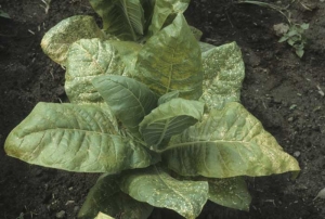 On this tobacco plant, several lower leaves have numerous necrotic spots, disposed in between and adjacent to veins. Pollution spots (weather fleck)