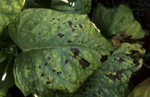 Black, irregular spots inducing a partial chlorosis of the lamina. <b><i>Pseudomonas cichorii</i></b> (black spot disease)