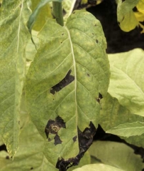 Large black polygonal spots between the veins. <i>Aphelenchoides ritzemabosi</i> (checkered leaf disease)