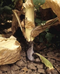 Sore shin caused by <i><b>Rhizoctonia  solani</b> </i>(teleomorph: <i><b>Thanatephorus cucumeris</b></i>) on field-grown tobacco. A brown canker girdles the collar at the soil line and the cortex is decaying. 