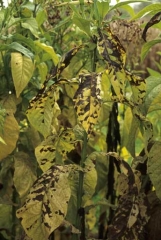 When the spots are numerous, the lamina turns yellow and has the appearance of a checkerboard, a symptom that provides the name for the disease. <i><b>Aphelenchoides ritzemabosi</b></i> (checkered leaf disease)