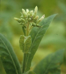 Necrotic lesions are also visible at the inflorescence level. <b><i>Peronospora hyoscyami</i> f. sp. <i>tabacina</i> </b>(tobacco blue mould, downy mildew)