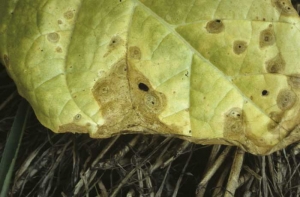 On some leaves the spots are of light brown to ashy grey and tend to coalesce. <b><i>Boeremiaexigua</i> var. <i>exigua</i></b> (<i>Ascochyta nicotianae</i>, ragged leaf spot)
