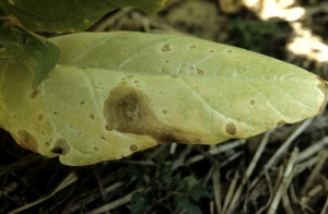 The altered tissues are very fragile ; they disintegrate rapidly and fall. The leaf is left with many holes. <b><i>Boeremia exigua</i> var. <i>exigua</i></b> (<i>Ascochyta nicotianae</i>, ragged leaf spot)