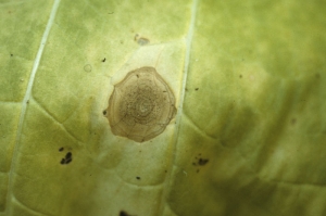 Several tiny black dots can be easily observed  : they are the pycnidia of the fungus.  <b><i>Boeremia exigua</i> var. <i>exigua</i></b> (<i>Ascochyta nicotianae</i>, ragged leaf spot)