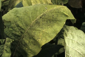 When having a close look one can observe black soot on the leaves, actually it is superficial black mould. (Sooty mould)
