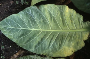 Sometimes the fungus develops preferentially in the vicinity of the ribs.
<b><i>Golovinomyces cichoracearum</i> var. <i>cichoracearum</i></b> (oidium, powdery mildew)

