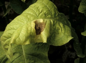 On mature leaves the lesions often appear as large, light brown spots with a papery texture. <i><b>Botrytis cinerea</b></i> (Botrytis leaf spot)