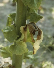  A large, wet, dark brown to black lesion on the leaf. <i><b>Pectobacterium</i> sp.</b> (<i>Erwinia</i> sp., barn rot)
