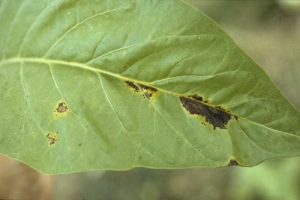 When the inoculum pressure is high and conditions are particularly favourable, the bacteria cause irregular and limited spots of dark brown to black, surrounded by a yellow halo, <i>Pectobacterium </i>sp. (formerly <i>Erwinia </i>sp., barn rot)