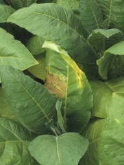 This kind of lesion may sometimes cover large leaf areas and be accompanied by a marked yellowing of the lamina. Sunburn, Sunscald

