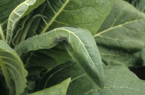 At the point where one or more bites occurred, the tissues wilt and turn brown. Bug damage