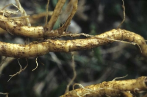 Superficially corky roots on which the majority of rootlets have disappeared. <i><b>Rhizoctonia solani</b></i>