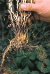 After having gently pulled out the tobacco roots, one can observe the plant parasite tightly bound to them. <i><b>Orobanche </b></i>sp.
