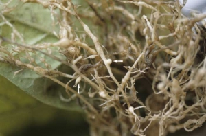 Several roots showing galls and often isolated white swellings, <i><b>Meloidogyne </b></i>sp. (root-knot nematodes)