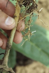 Some roots of this tobacco plant have galls and swellings. <i><b>Meloidogyne </b></i>sp. (root-knot nematodes)